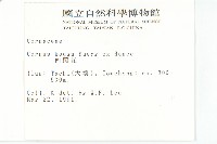 四照花藏品圖，第2張