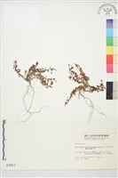 合歡柳葉菜藏品圖，第1張