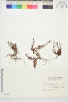合歡柳葉菜藏品圖，第1張