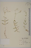 細葉卷耳藏品圖，第1張