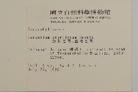 細葉卷耳藏品圖，第2張