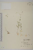 細葉卷耳藏品圖，第1張