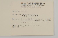 細葉卷耳藏品圖，第2張