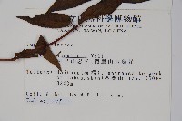 阿里山忍冬、漸尖葉忍冬藏品圖，第2張