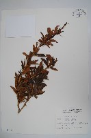 臺灣小蘗藏品圖，第1張