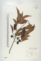 山紅柿藏品圖，第1張