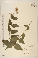 腺葉澤蘭藏品圖，第1張