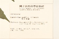 腺葉澤蘭藏品圖，第2張