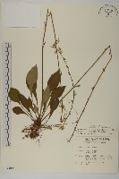 臺灣鬼督郵藏品圖，第1張