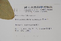 鐘萼木藏品圖，第2張