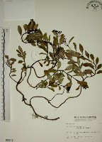 拎壁龍藏品圖，第1張