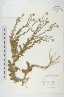 臺灣狗娃花藏品圖，第1張