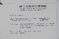 雲南冬青藏品圖，第2張