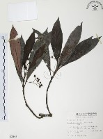 九節木、牛屎烏、青龍吐霧藏品圖，第1張