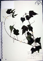 漢氏山葡萄藏品圖，第1張