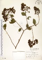 九芎藏品圖，第1張