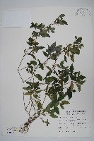 九頭獅子草藏品圖，第1張