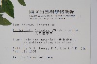 九頭獅子草藏品圖，第2張