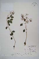 三葉五加藏品圖，第1張