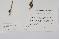 三葉五加藏品圖，第2張