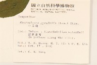 小舌菊、蔓綿菜藏品圖，第2張