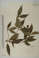 草珊瑚、紅果金粟蘭藏品圖，第1張