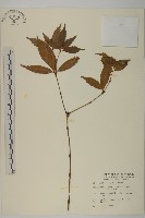 草珊瑚、紅果金粟蘭藏品圖，第1張