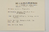 草珊瑚、紅果金粟蘭藏品圖，第2張