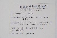 鵝掌柴、江某、鴨腳樹藏品圖，第2張