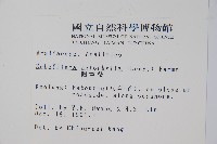 鵝掌柴、江某、鴨腳樹藏品圖，第2張