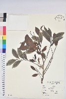 細葉饅頭果藏品圖，第1張