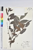 披針葉饅頭果藏品圖，第1張