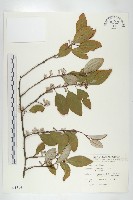 鄧氏胡頹子藏品圖，第1張