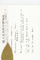 鄧氏胡頹子藏品圖，第2張