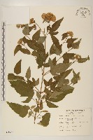 臺灣澤蘭藏品圖，第1張