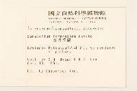 臺灣澤蘭藏品圖，第2張