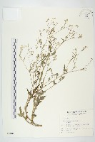 銀膠菊藏品圖，第1張