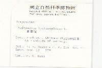 銀膠菊藏品圖，第2張