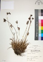 乾溝飄拂草藏品圖，第1張