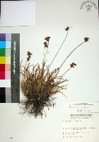 乾溝飄拂草藏品圖，第1張