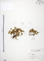小椒草藏品圖，第1張