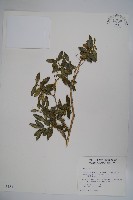 臺灣黃楊藏品圖，第1張