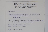 臺灣黃楊藏品圖，第2張