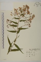 臺灣馬蘭藏品圖，第1張