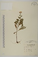 山白蘭藏品圖，第1張