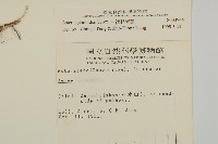 山白蘭藏品圖，第2張