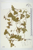 菜欒藤藏品圖，第1張