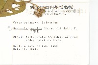 菜欒藤藏品圖，第2張