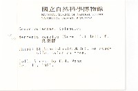 菜欒藤藏品圖，第2張