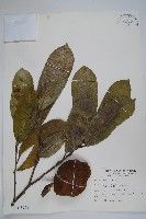 巴西番荔枝藏品圖，第1張